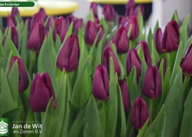 Tulipa Purple Eye (3)